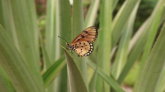 Tawny coster butterfly (acraea terpsicore) female with sphragis attached to abdomen resting on spiky leaf