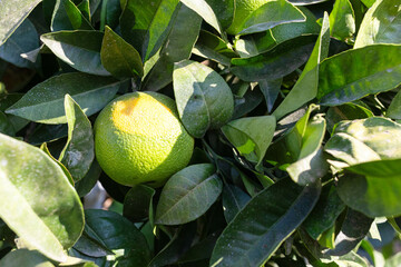 Fresh green unripe orange fruit growing among lush green leaves in a vibrant garden setting