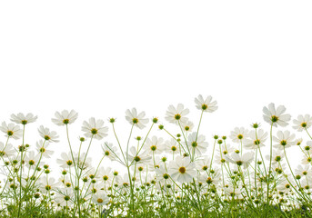 A field of white daisy flowers with green stems and leaves, isolated on transparent background