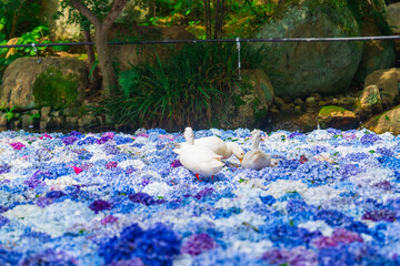 紫陽花の水中華に浮かぶアヒル