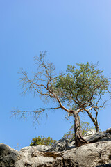 Lone tree with sparse branches growing on rocky cliff against clear blue sky backdrop