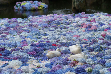 紫陽花の水中華に浮かぶアヒル
