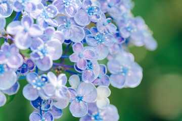 紫陽花の水中華に浮かぶアヒル