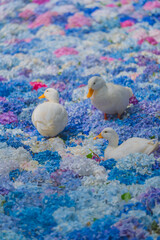 紫陽花の水中華に浮かぶアヒル