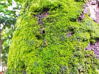 green moss on tree