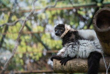 lemur on tree
