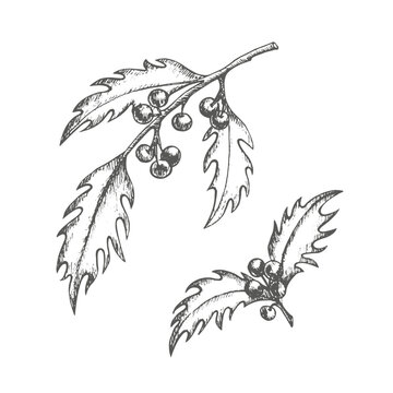 Set of two sprigs of holly with berries. Graphics illustration. Vector. Twigs for Christmas postcard and decoration, packaging, New Year's wrapping paper or dishes, textiles and stickers.