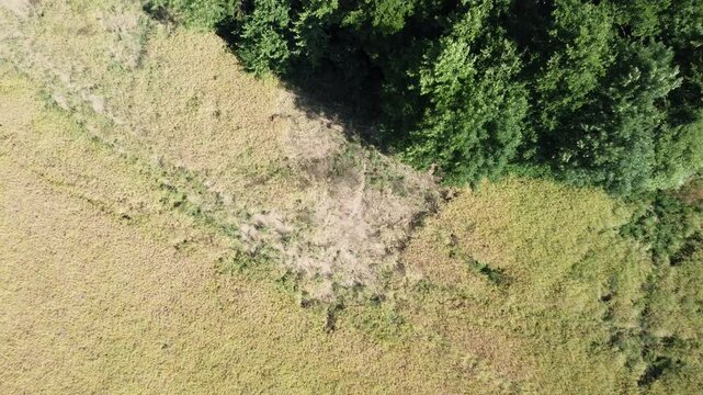 Rapsfeld mit Bibersch&auml;den, direkt am Bach, Frasssch&auml;den
