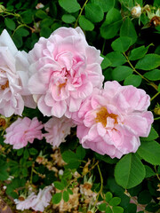 Pink roses bloom in a lush garden during the warm afternoon sunlight