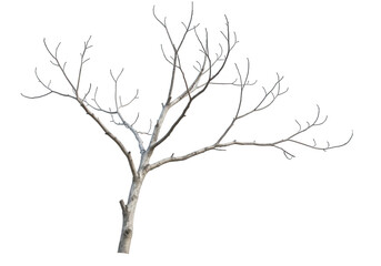 Fototapeta premium A bare, leafless tree branch in winter, isolated on transparent background, creates a stark silhouette