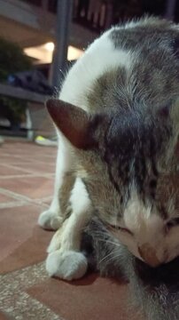 A cat licking its fur to clean itself. Video taken in portrait mode