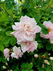 Fototapeta premium Beautiful pink flowers blooming in lush greenery during springtime in a garden setting