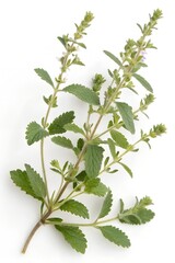 Fototapeta premium teucrium scordium isolated on white background