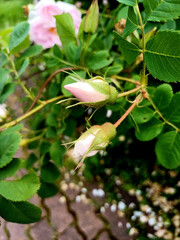 Beautiful pink rose buds growing on green shrub in a garden during springtime