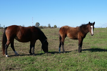 Horses graze in the field. Agriculture. Caring for horses.