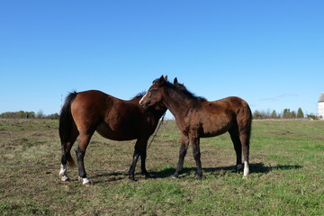 Obraz premium Horses graze in the field. Agriculture. Caring for horses.