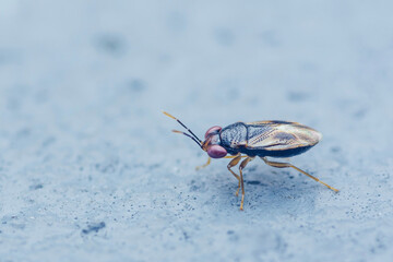 Small insect walking on a textured surface with antennae extended