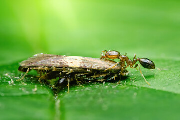 Weaver ants carrying dead moth on green leaf in rainforest