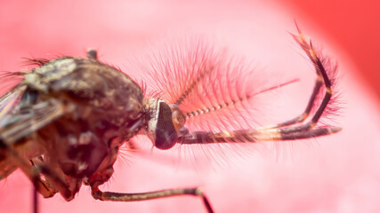 Mosquito showing feathery antennae on pink background
