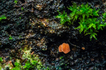Orange mushroom growing on mossy tree trunk