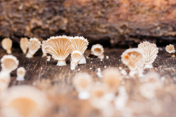 Porcelain mushrooms growing on a decaying log in a humid forest