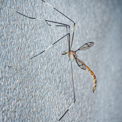 Crane fly standing on a textured wall