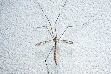 Crane fly standing on white wall with long legs and wings open