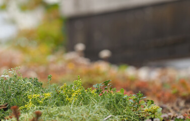 Different sedum species on a green roof for natural urban cooling