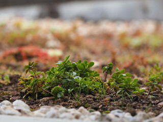 Stonecrop with other sedum species on a green roof for natural urban cooling