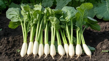 Obraz premium Freshly harvested white radish roots with green leaves.