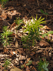 Small Korean fir seedlings in the undergrowth, the forest of tomorrow