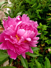 Beautiful pink peony blooms in a lush garden setting during springtime highlighting vibrant petals...