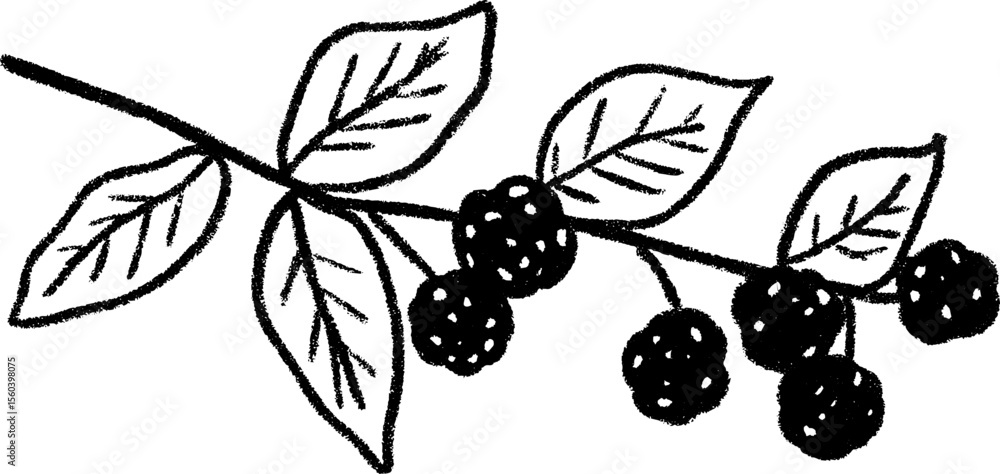 Poster hand drawn sketch of a raspberry branch with leaves and ripe berries for design projects