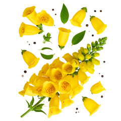 Flat lay arrangement of yellow foxglove flowers with scattered petals, isolated on transparent background PNG
