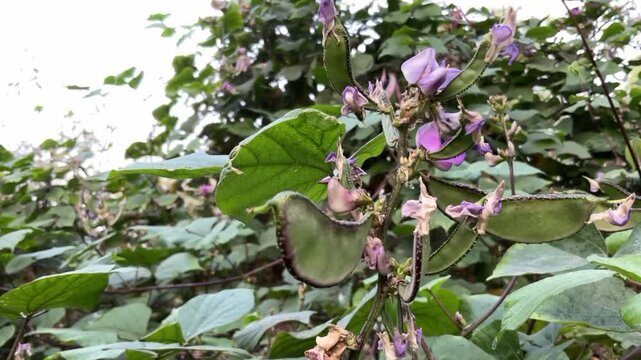 Hyacinth Bean (Lablab purpureus) seam green pods organic vegetable in agriculture farm 