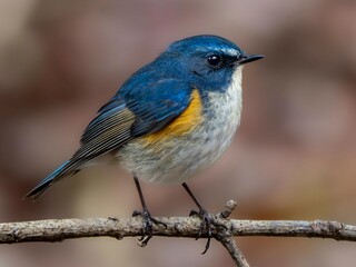 森の中で周りを見渡しているルリビタキの雄のクローズアップ