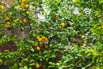 Background with ripe yellow lemon fruits on a tree branches among green tropical foliage in an orchard