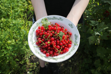 Juicy Red Currants on Vintage Plate, Fresh Summer Berries