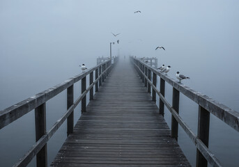 Obraz premium Tranquil Pier Leading into Foggy Lake with Seabirds Perched on Posts in Minimalist Monochrome Morning Light