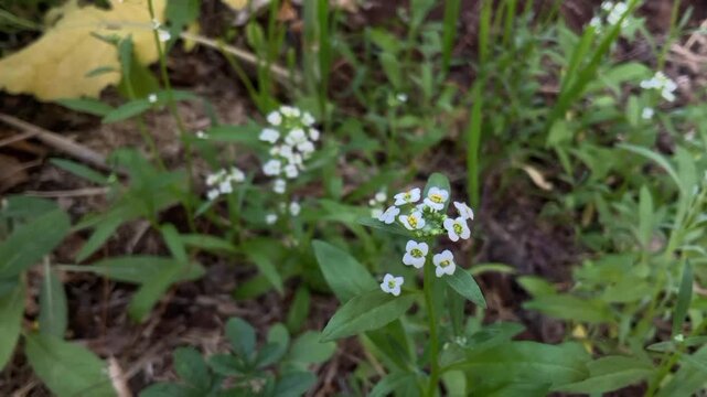 alyssum white flower plant sweet alyssum or sweet Alison Plant in garden scientifically known as Lobularia maritima.