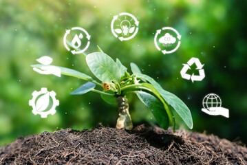 Planting in the Sustainable Ecology and Environment of the World and Environmental Protection for Sustainable Renewable Energy Sources