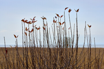 West Dyke Autumn Plants and Marsh Richmond BC. A radar reflector through autumn leaves off the West...