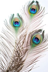 Obraz premium Three vibrant peacock feathers isolated white background