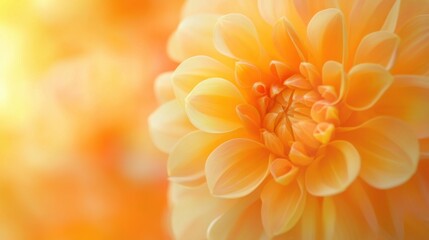 A Soft Focus Orange Dahlia Bloom.