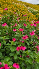 Close-up the flowers in a garden on a hill