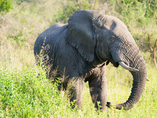 Angry Elephant