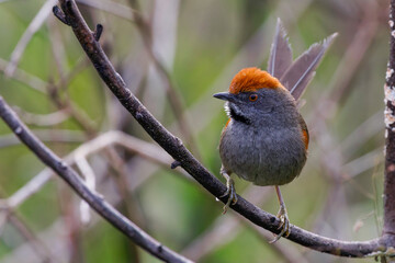 Spix's Spinetail - Synallaxis spixi 