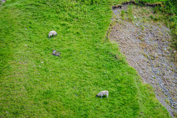 Steep hill slope blanketed in fresh green grass with two horned sheep grazing, forming a beautiful...