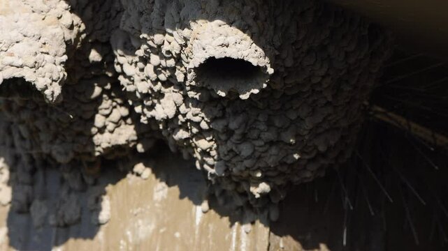 Cliff Swallow enters and leaves its mud nest under the eave of a building, with sound 5