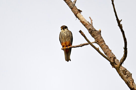Baumfalke // Eurasian hobby (Falco subbuteo)